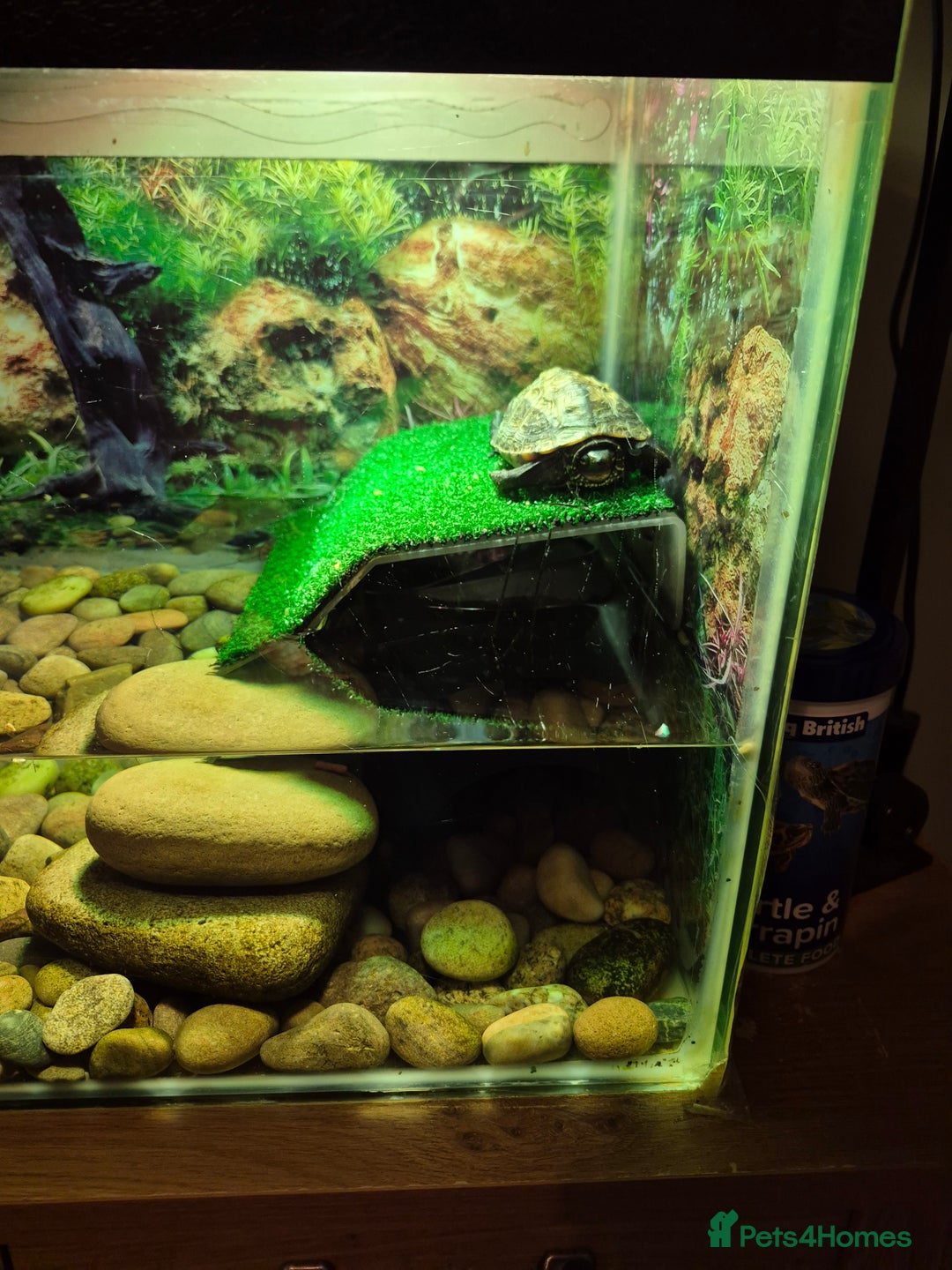 Turtle reptiles for sale: Reeves turtle  - Image 1