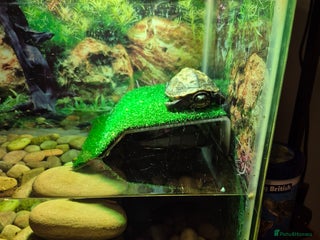 Turtle reptiles - Advert 23