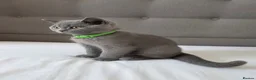 British Shorthair cats for sale: Beautiful British Shorthair Kittens for LovingHome - Advert 20