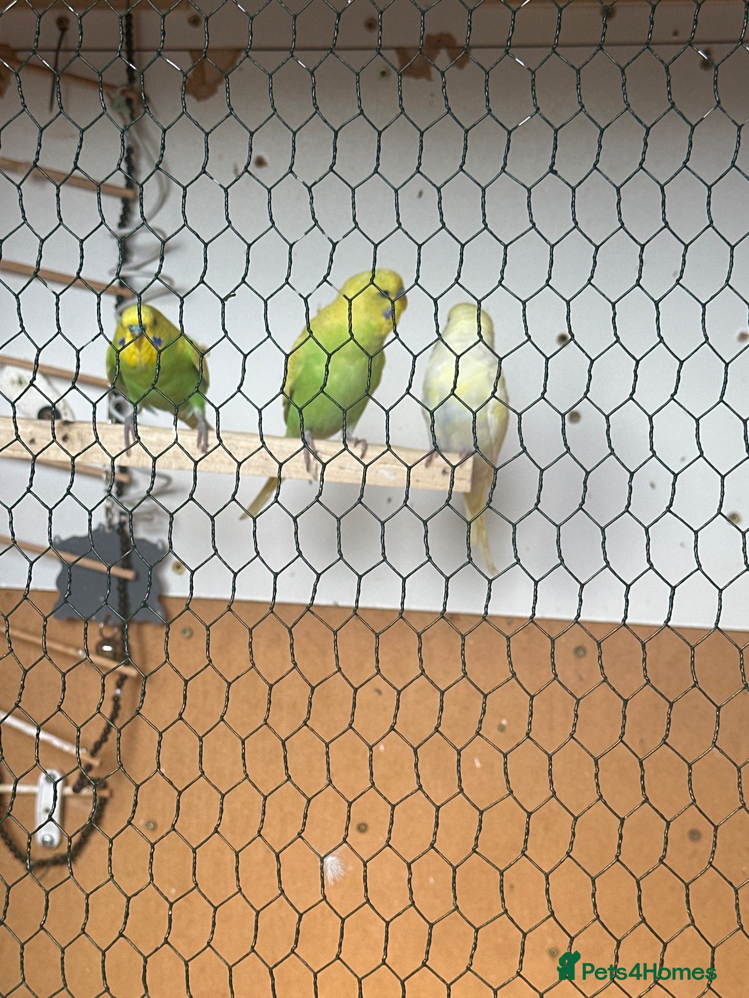 Budgerigars birds Lovely three  male budgies  - Advert 1
