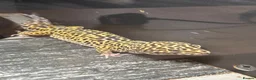 Gecko reptiles for sale: Large selection of lizards available for rehome - Advert 4