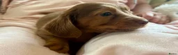 Miniature Dachshund dogs for sale: Lovely Mini dachshund puppies  - Advert 9
