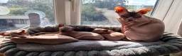 Sphynx cats for sale: Ready now Sphynx kittens - Advert 8