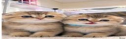 Mixed Breed cats for sale: Beautiful Scottish folds - 2 males Left - Advert 3