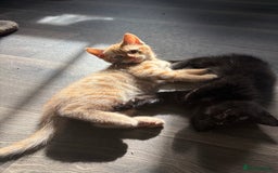 Mixed Breed cats for sale: Adorable kittens 🐈‍⬛ for sale. - Image 5