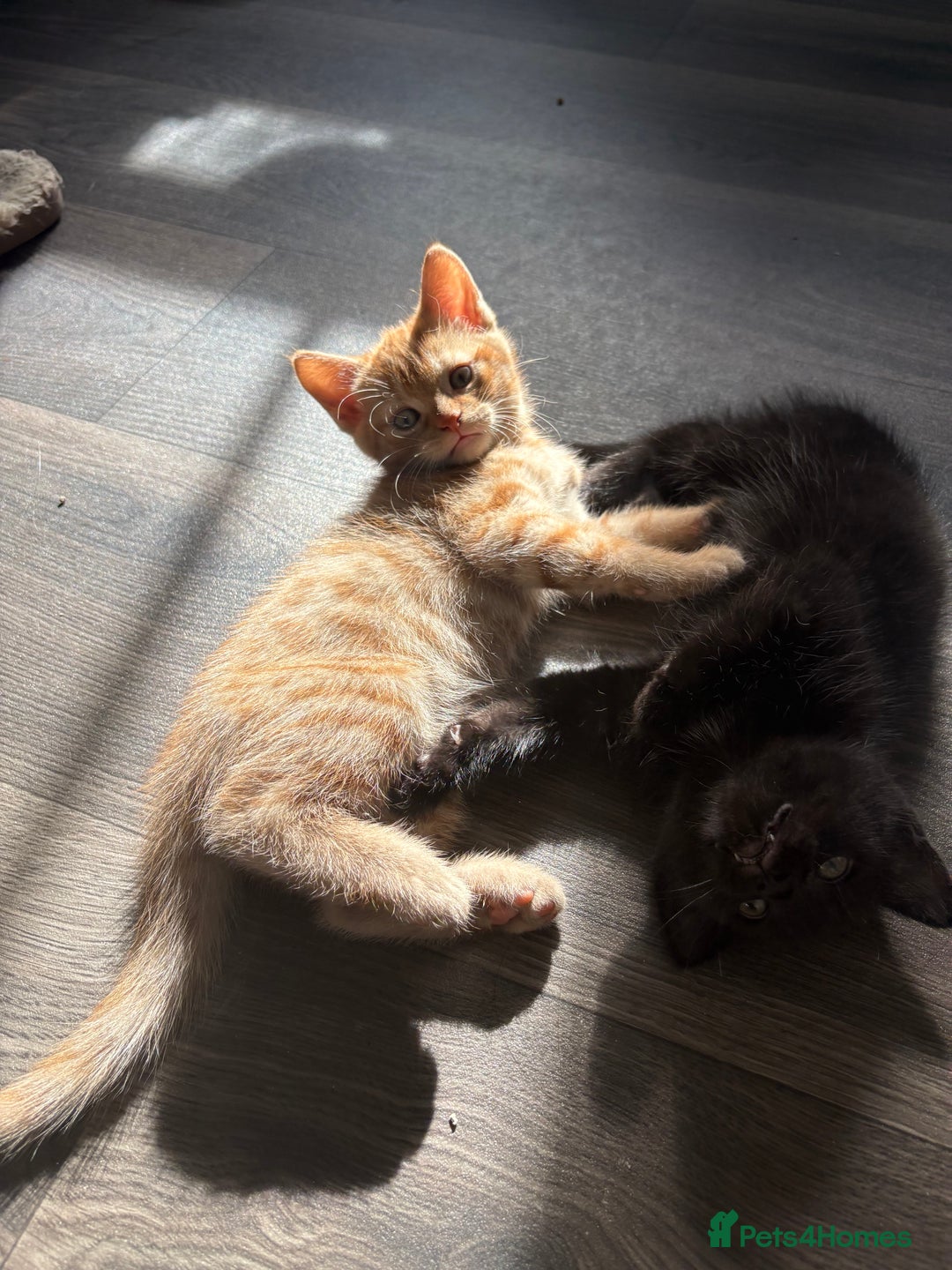 Mixed Breed cats for sale: Adorable kittens 🐈‍⬛ for sale. - Image 5