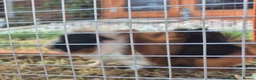 Guinea Pig rodents for sale: Tom and Jerry are bonded brothers in Market Drayton - Advert 8