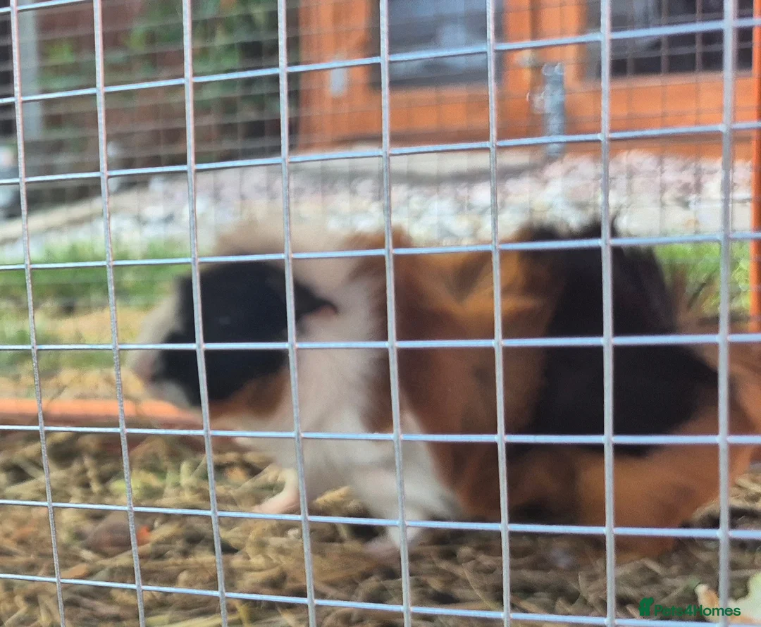 Guinea Pig rodents for sale: Tom and Jerry are bonded brothers in Market Drayton - Advert 8