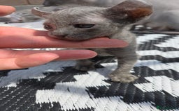 Sphynx cats for sale: Elf Sphynx Kittens  - Image 21