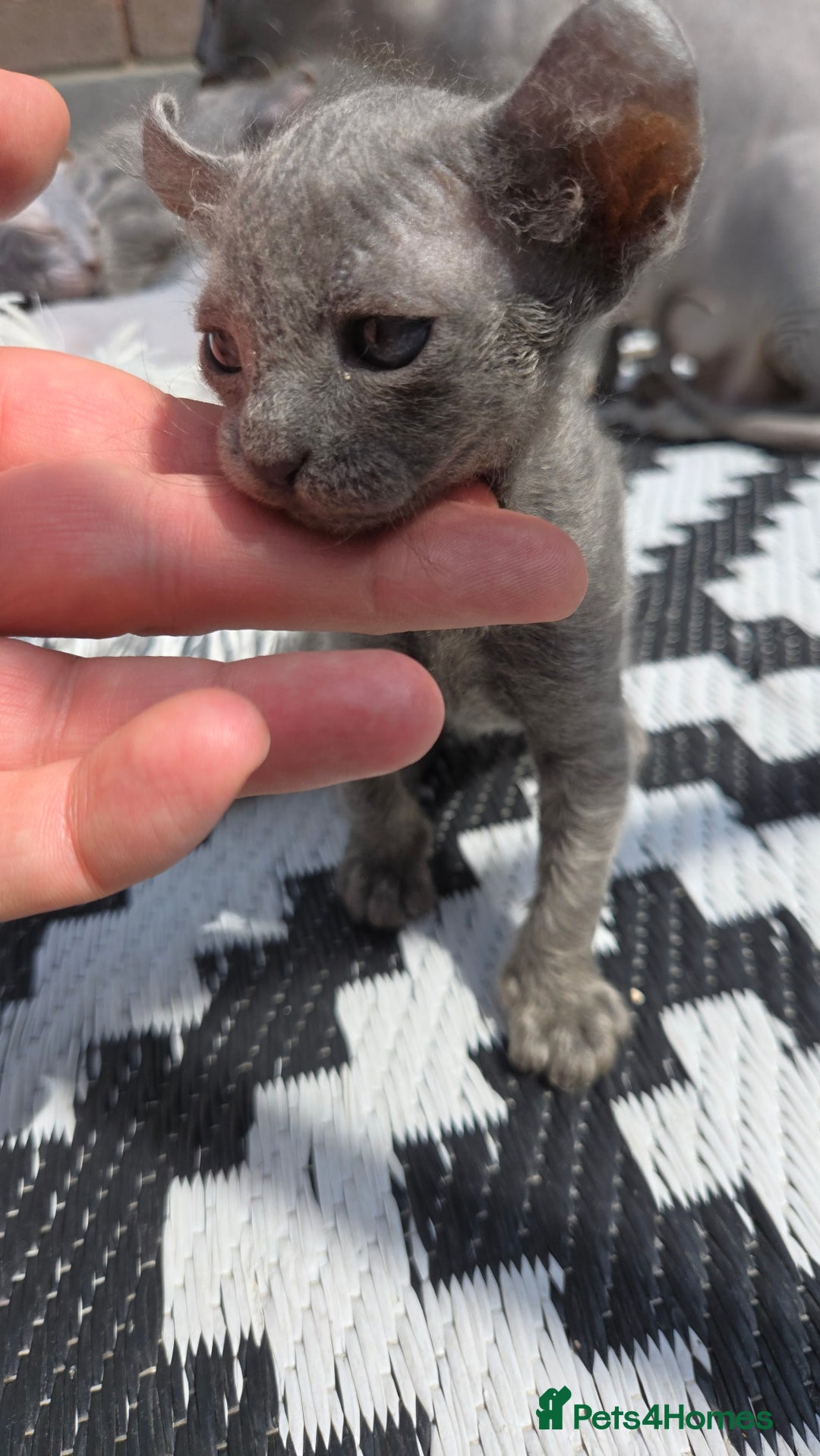 Sphynx cats for sale: Elf Sphynx Kittens  - Image 21