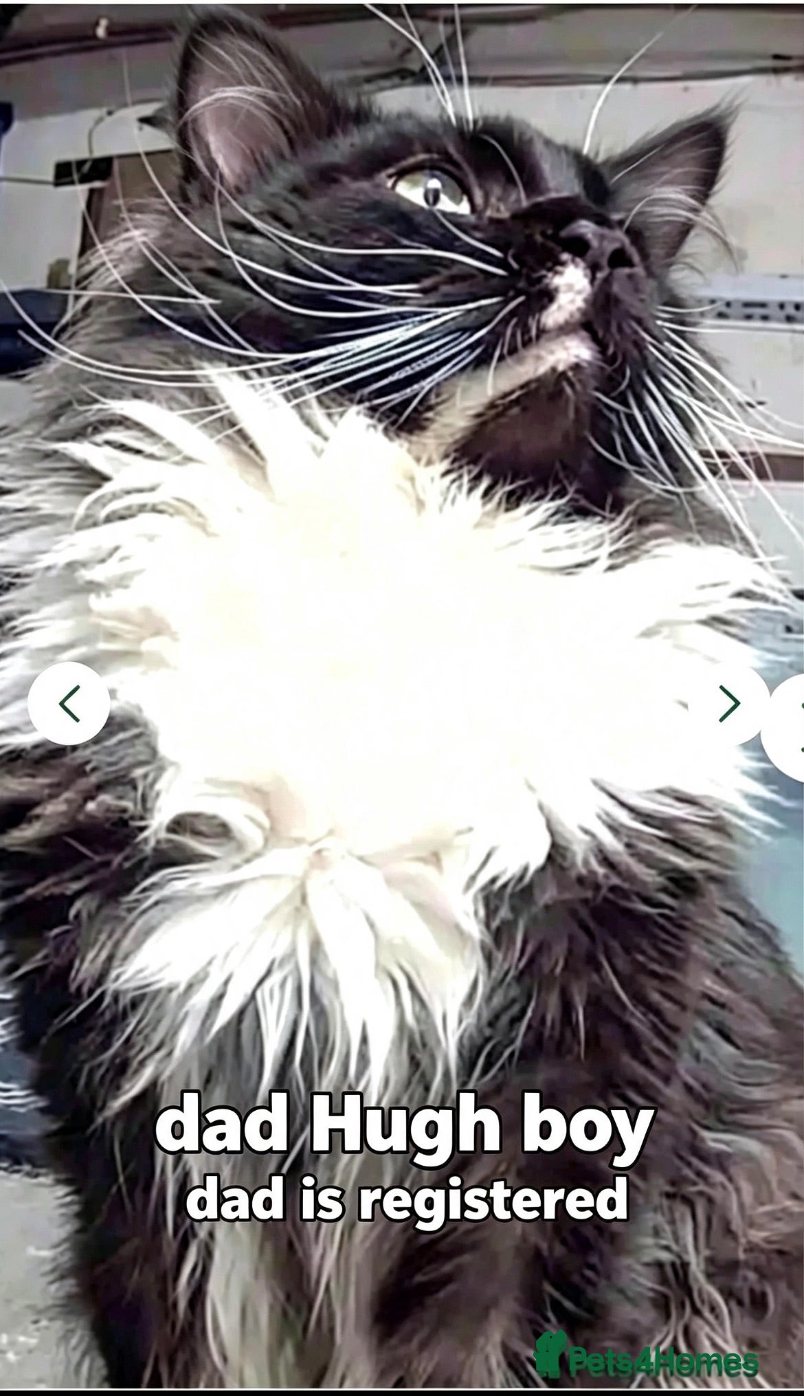 Maine Coon cats Mainecoon babies ready now rare chocolate brown - Advert 18