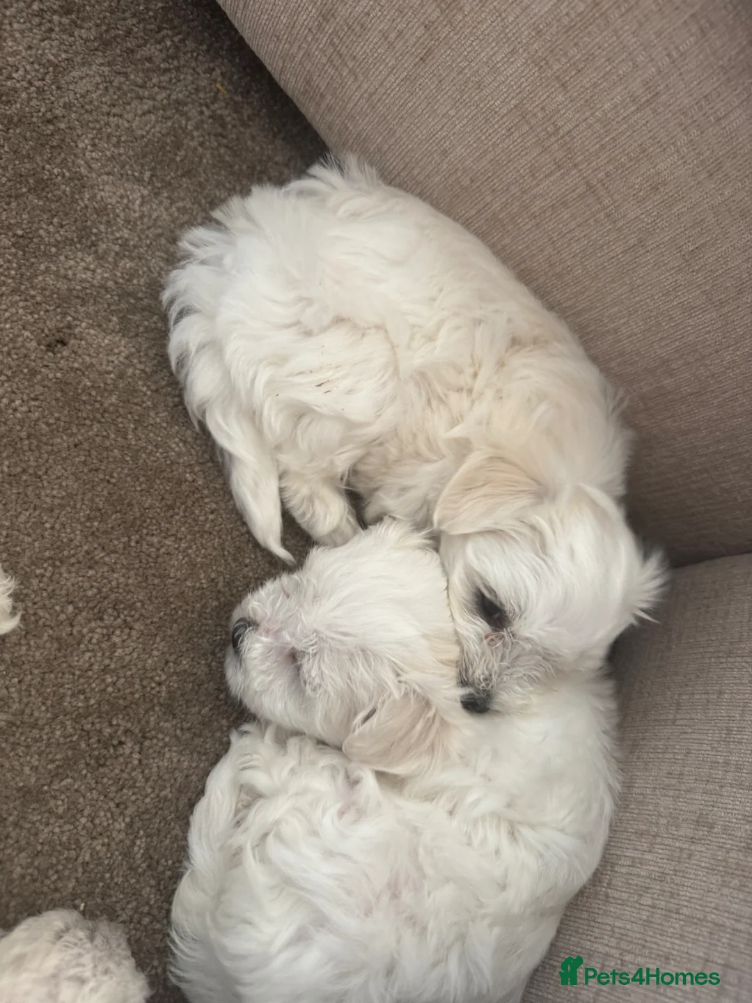 Mixed Breed dogs for sale: 4 beautiful bichon Maltese pups for sale - Advert 11