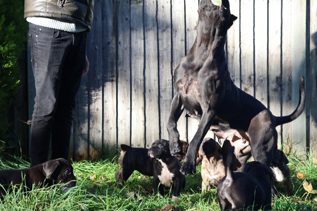 Presa Canario dogs for sale: Presa Canario Puppies (Recognised Breeder) - Advert 9