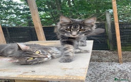 Maine Coon cats for sale: Beautiful Maine coon kittens - Image 5