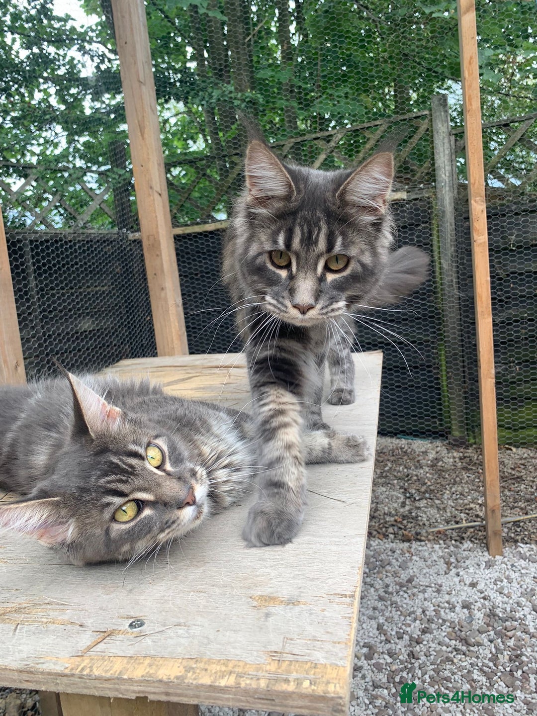 Maine Coon cats for sale: Beautiful Maine coon kittens - Image 5
