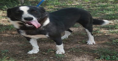 Mixed Breed dogs in Hengoed - Advert 5