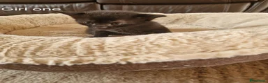 Domestic Shorthair 1