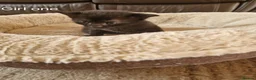 Domestic Shorthair cats for sale: Beautiful Domestic Shorthair Girl Kitten - Advert 4
