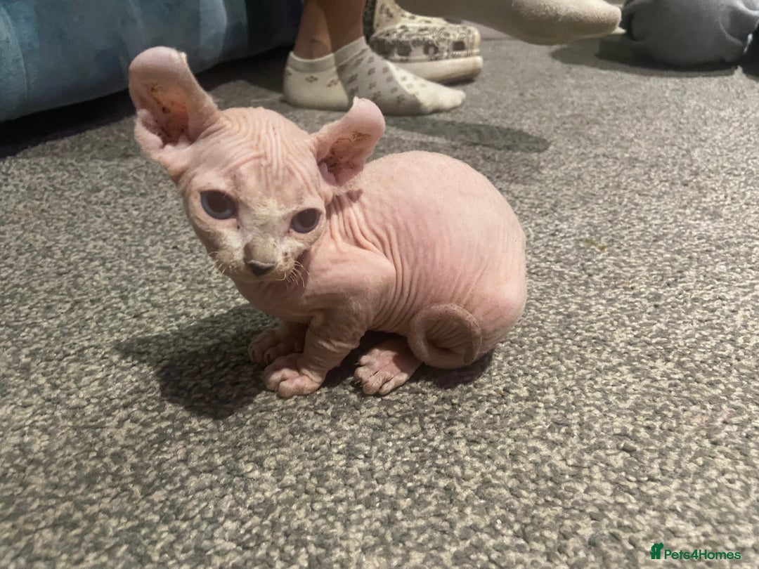 Sphynx cats for sale: Sphynx kittens for sale  - Image 28