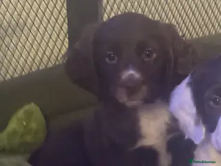 Sprocker dogs Stunning Sprocker girls - Advert 1