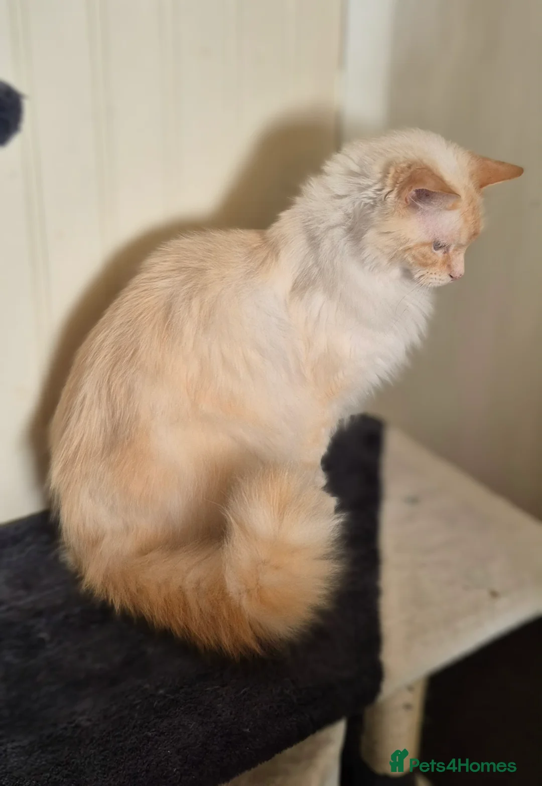 Ragdoll cats for sale: 2 cats looking for a forever home - Advert 2