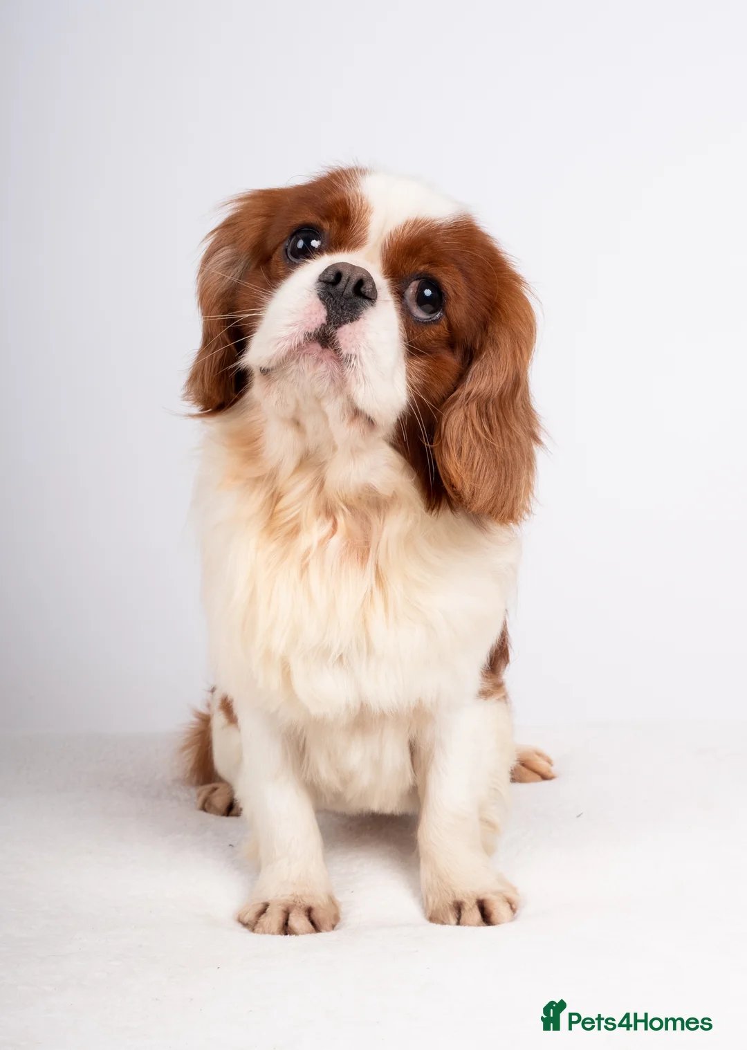 Cavalier King Charles Spaniel dogs for stud: KC REG CHAMPION SERBIAN IMPORT HEALTH TESTED CAVA in Hoddesdon - Advert 5