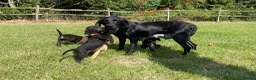 Labrador Retriever dogs for sale: Labrador puppies in Sittingbourne - Advert 1