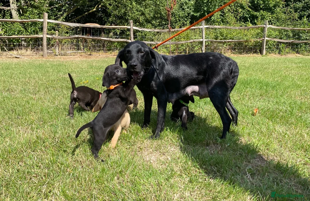 Labrador Retriever dogs for sale: Labrador puppies in Sittingbourne - Advert 1