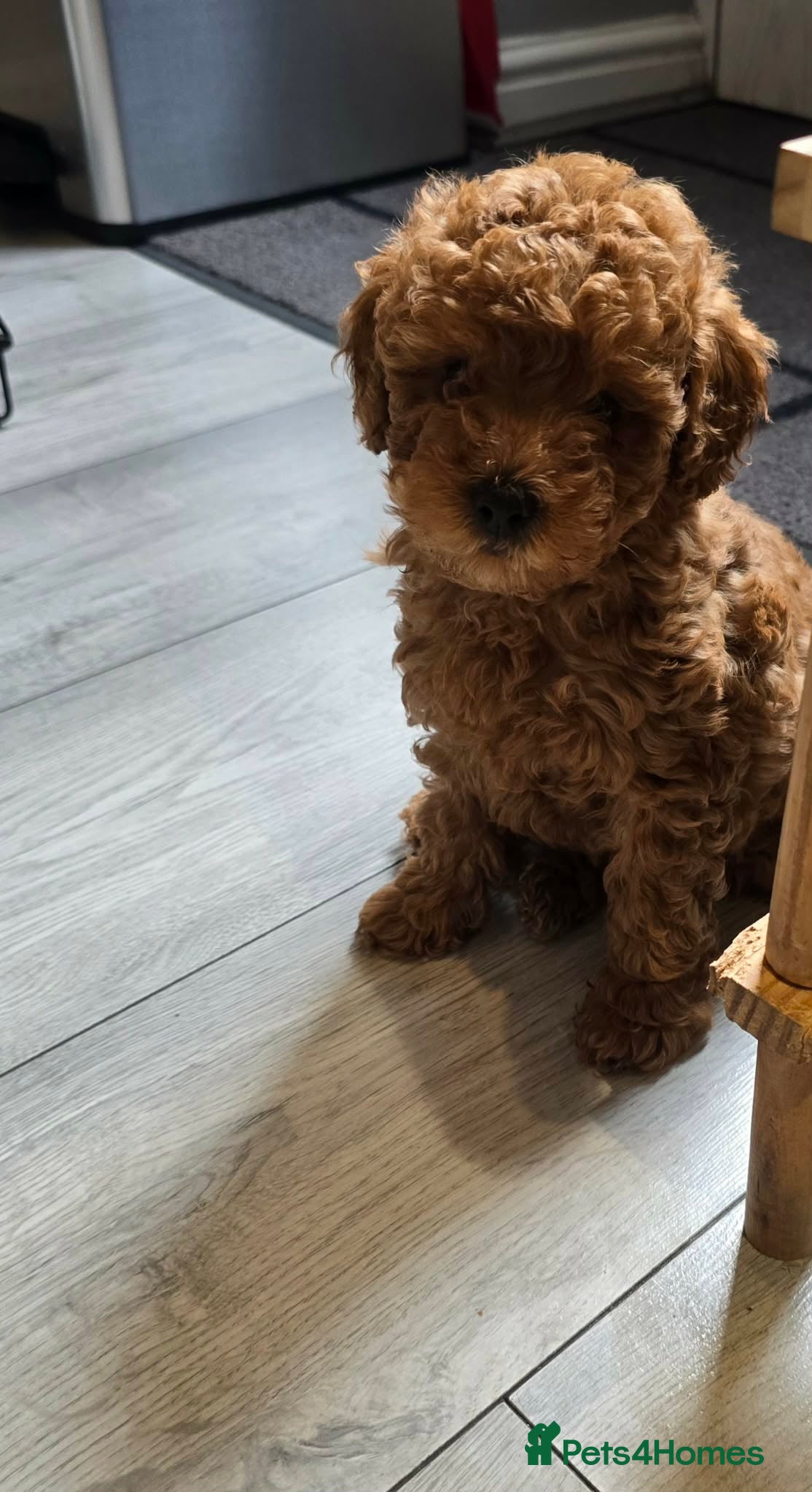 Toy Poodle dogs Beautiful Toy Poodle only 1 male left Ready now - Advert 11