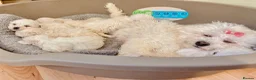 Maltese dogs for sale: Maltese puppies ready for new homes! 🐶 - Advert 25