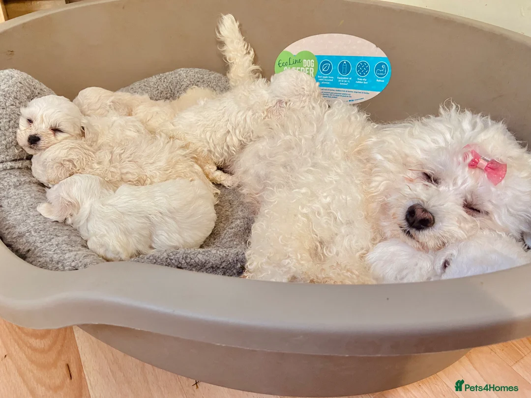 Maltese dogs for sale: Maltese puppies ready for new homes! 🐶 - Advert 25