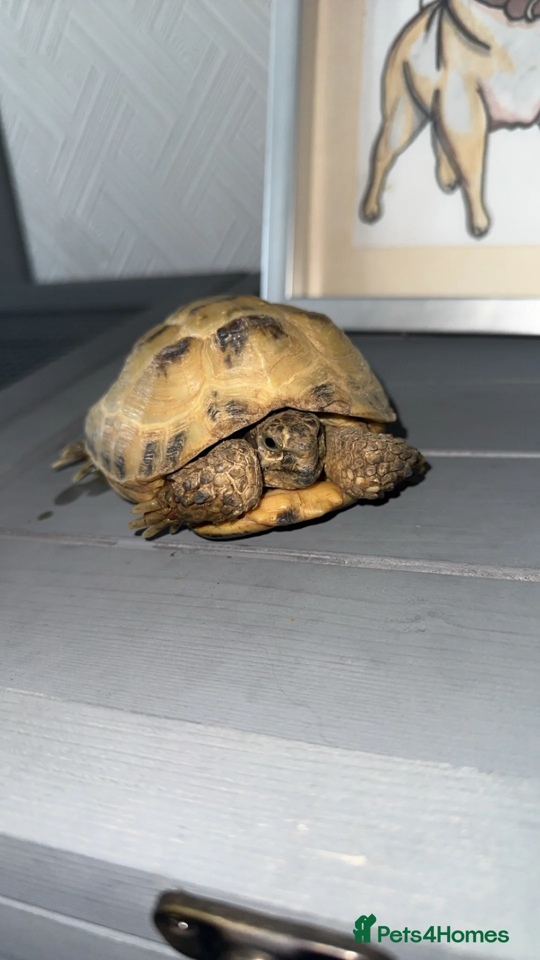 Tortoise reptiles for sale: Horsefield tortoise  in Rotherham - Advert 1