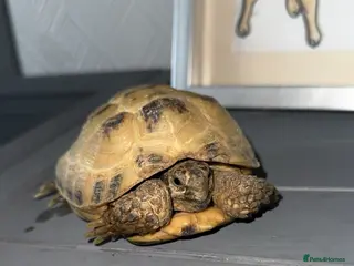 Tortoise reptiles Horsefield tortoise - Advert 18