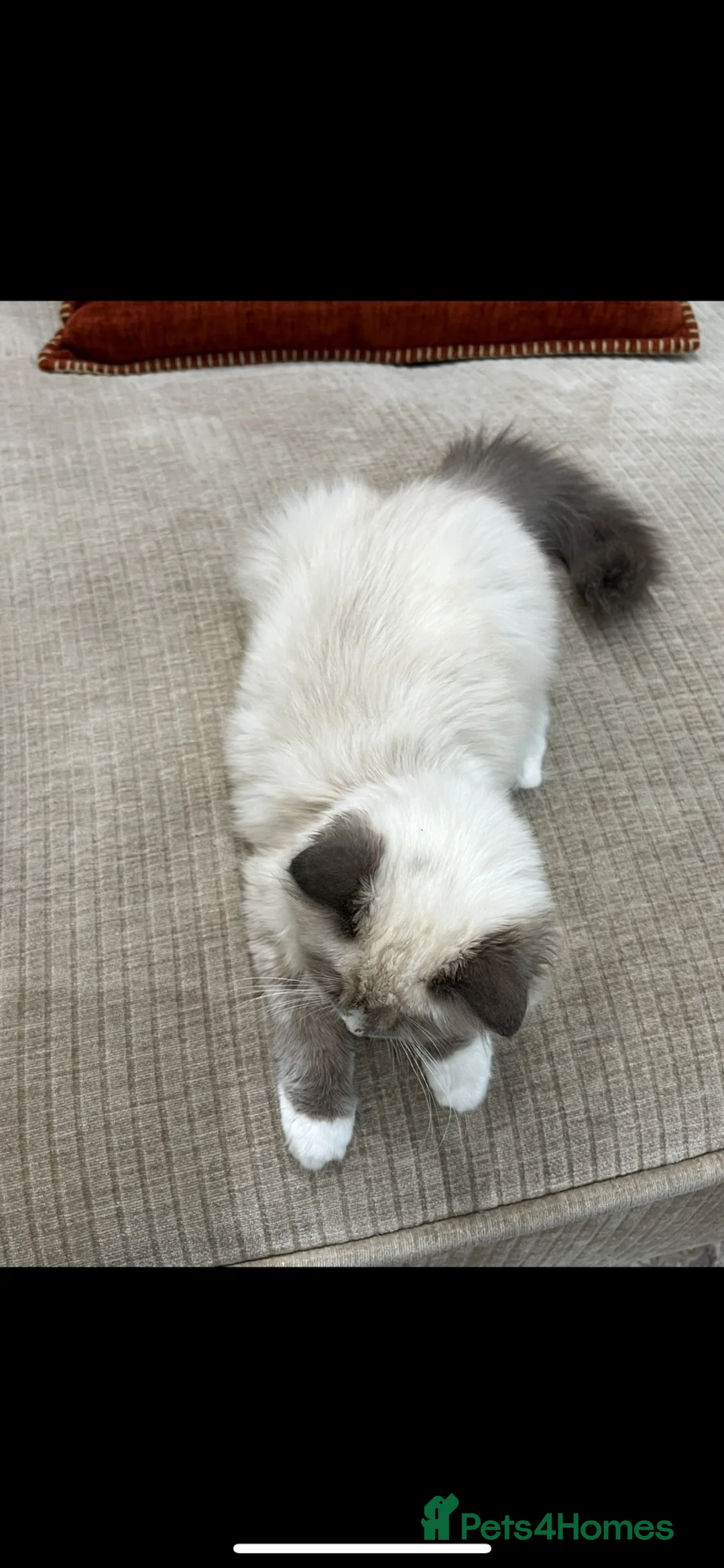 Ragdoll cats for sale: cute ragdoll kitten / cat looking for a new home in London - Advert 5