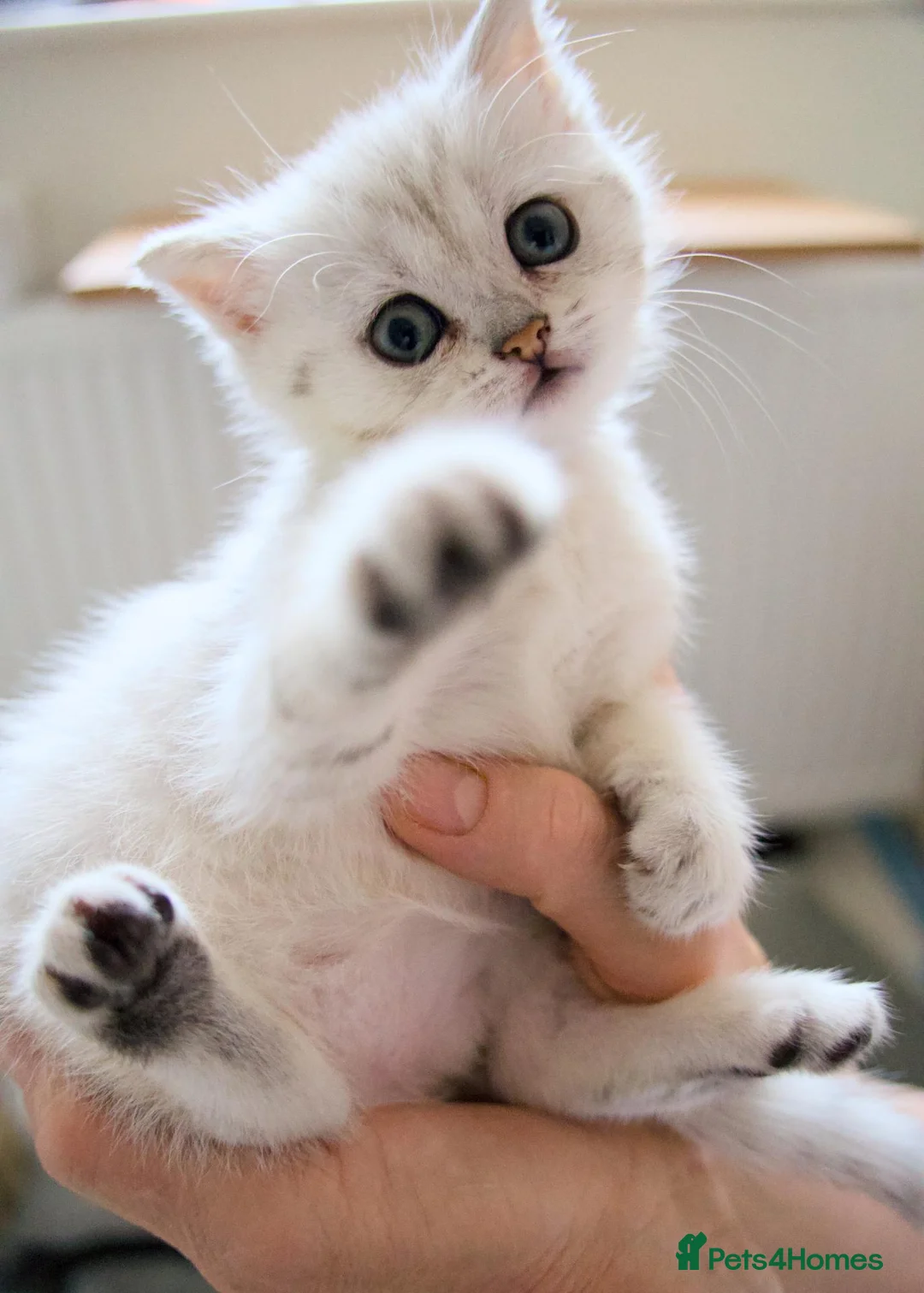 Scottish Fold cats for sale: Beautiful Scottish Fold Girl – £650 - Advert 4