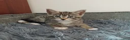 Mixed Breed cats for sale: Lovely Kittens😍😍😍 - Advert 6