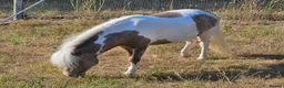 Miniature horses for sale: Reg American Miniature Horse Filly - Advert 5