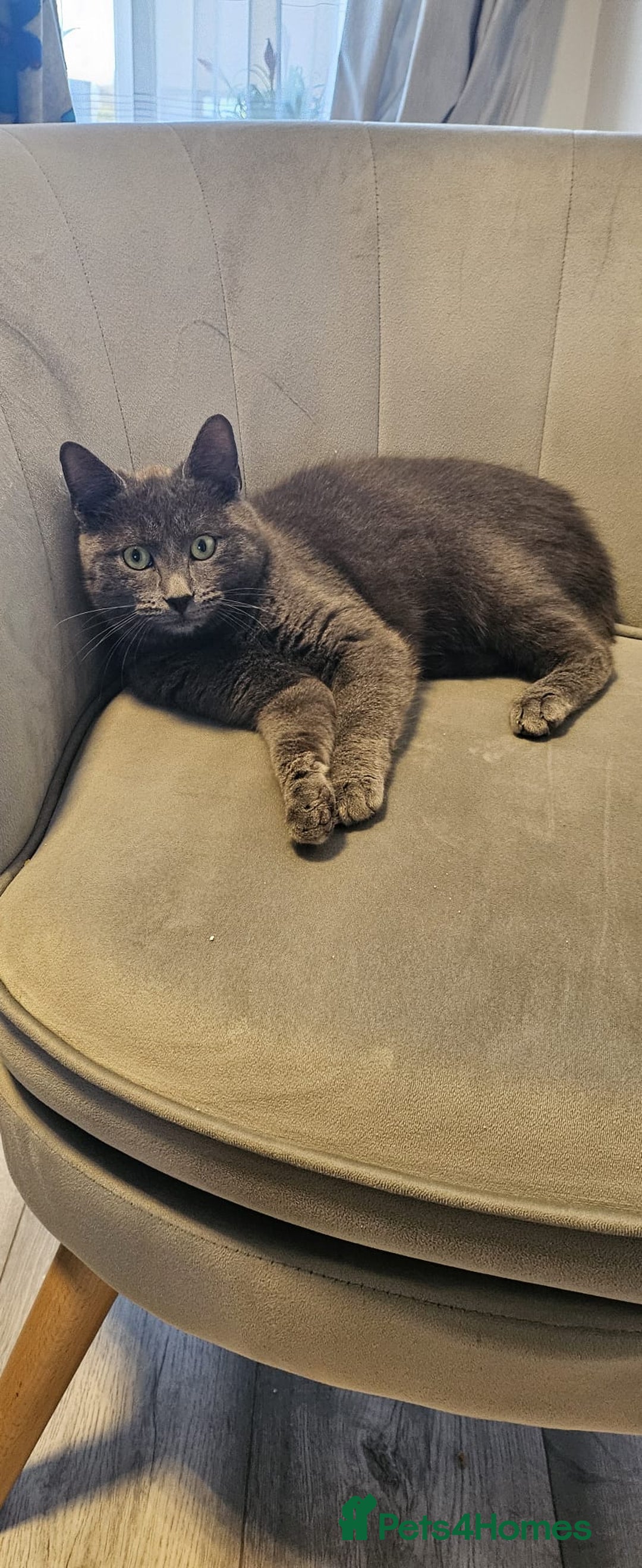 Russian Blue cats for sale: Russian blue kitten  - Advert 2