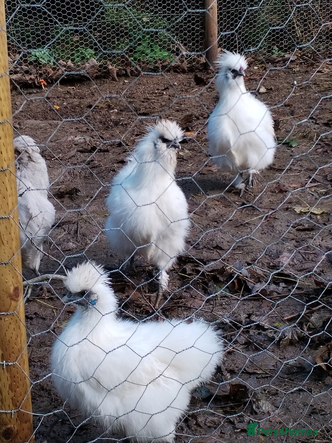 Chickens poultry for sale: Silkie chickens POL - Image 4