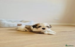 Shih Tzu dogs for sale: Shihtzu  - Image 9
