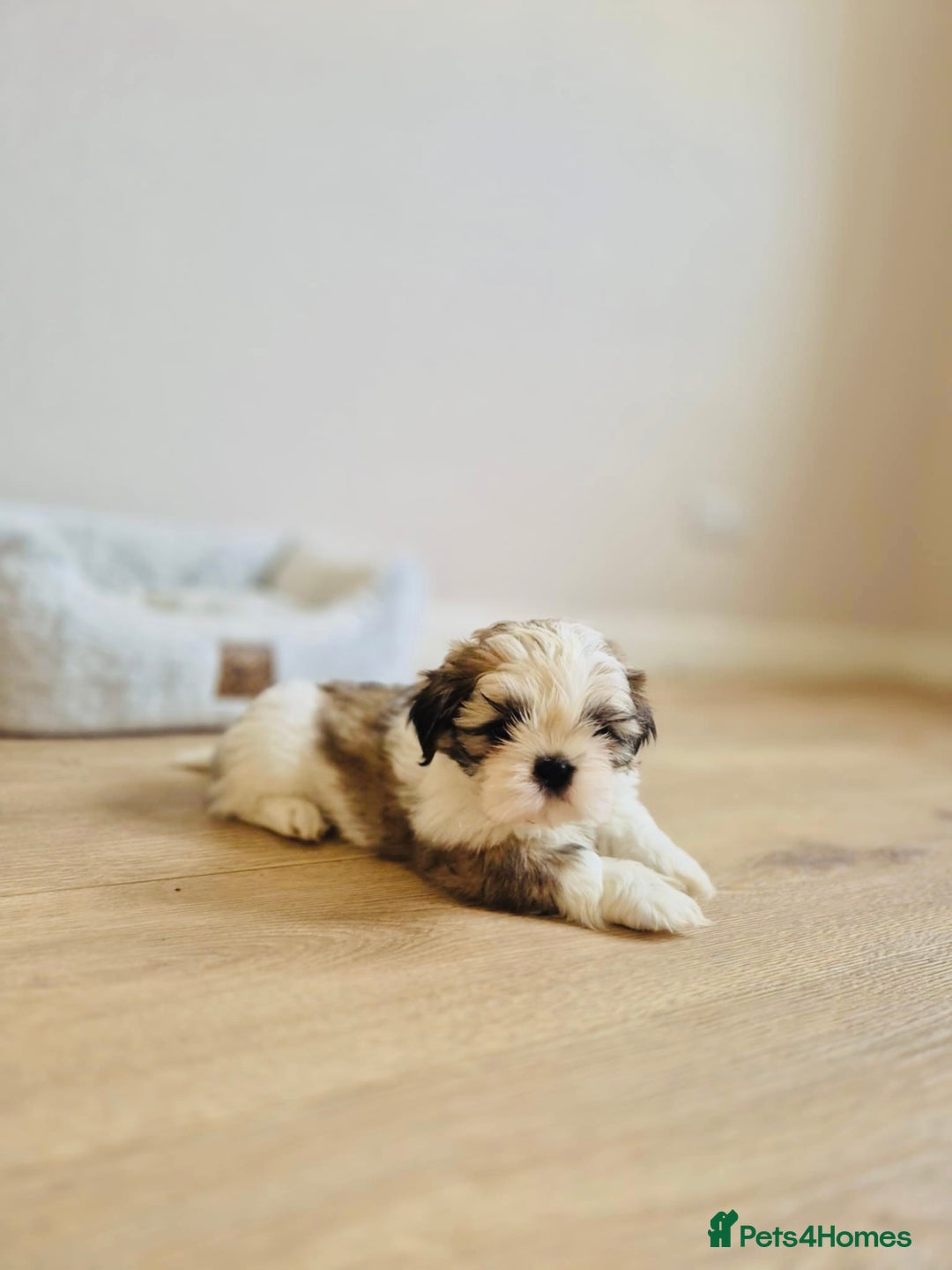 Shih Tzu dogs for sale: Shihtzu  - Image 9