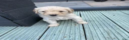 Double Doodle dogs for sale: Beautiful Golden St Bernadoodle Puppies for Sale  - Advert 11