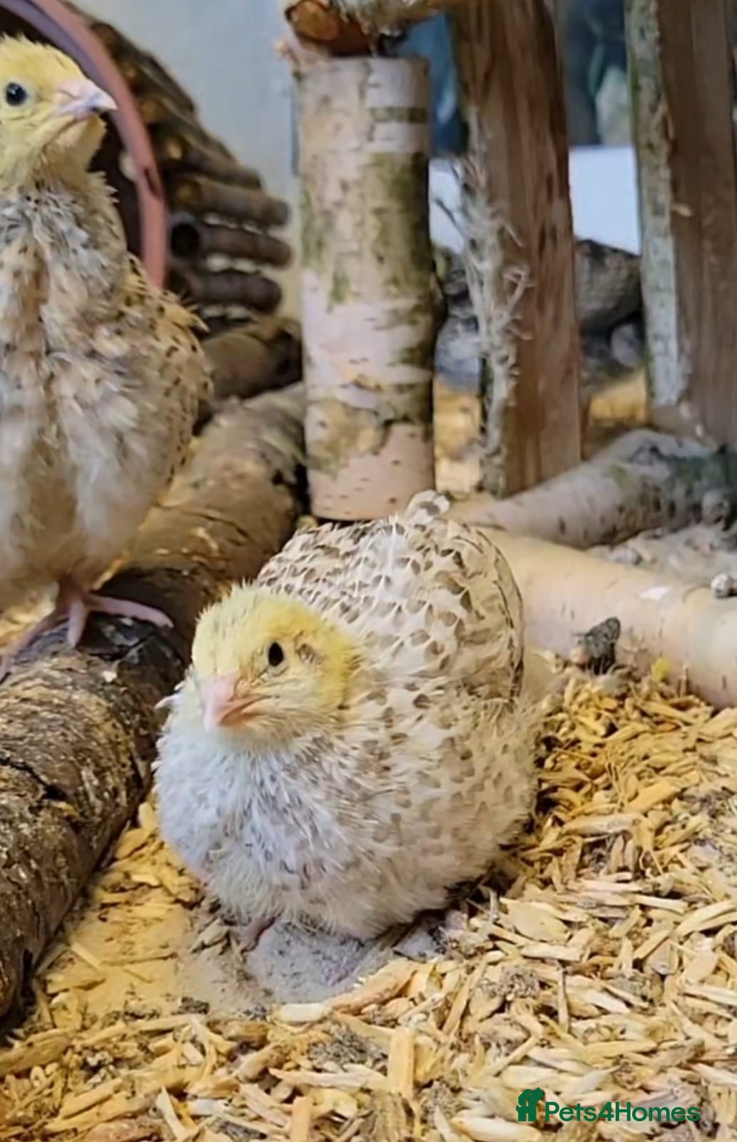 Quail poultry Italian quail for sale - Advert 5
