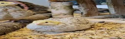 Quail poultry for sale: Italian quail for sale - Advert 1