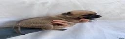 Mixed Breed dogs for sale: Staffordshire bull terrier litter 🐶 in Scunthorpe - Advert 7