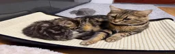 Mixed Breed cats for sale: Beautiful Persian Cross kittens for sale - Advert 11
