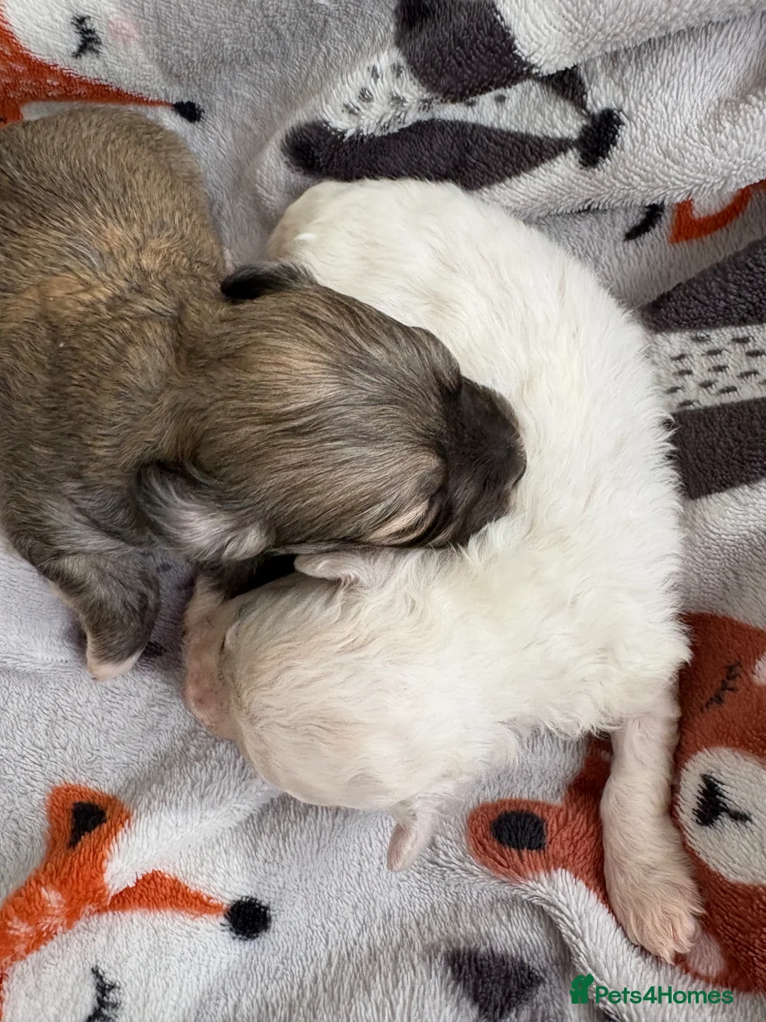 Mixed Breed dogs for sale: Two female pups  - Advert 1