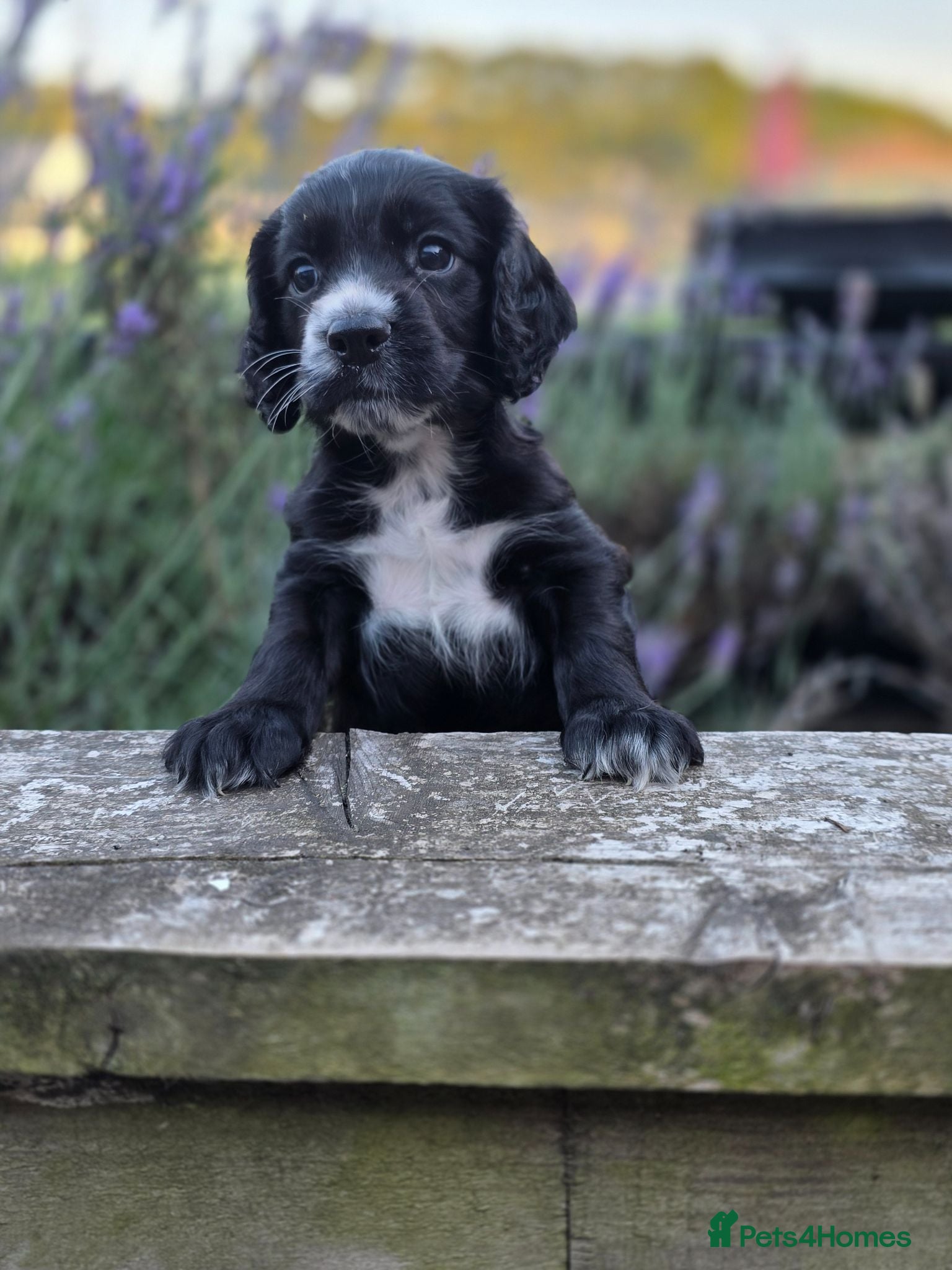 Cocker Spaniel dogs KC Cocker spaniel puppies - Advert 1