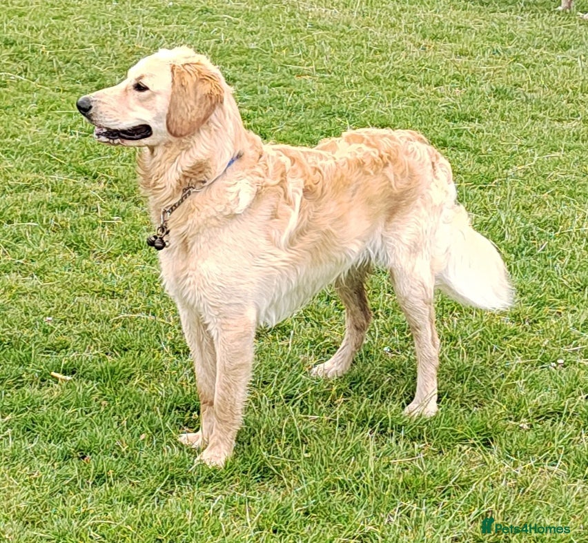 Goldendoodle dogs Mr Campbell  - Advert 6