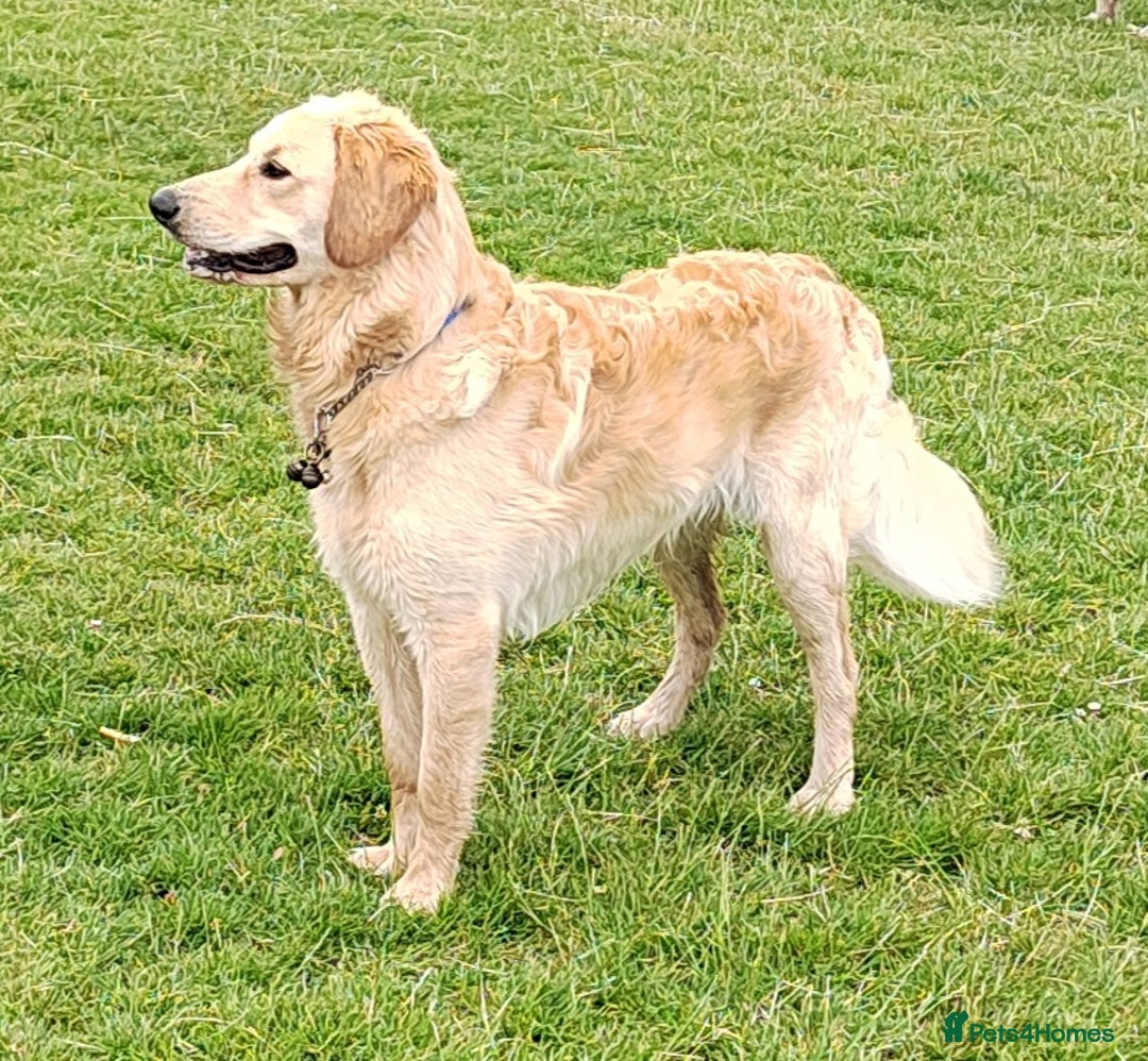 Goldendoodle dogs for stud: Mr Campbell  - Image 1